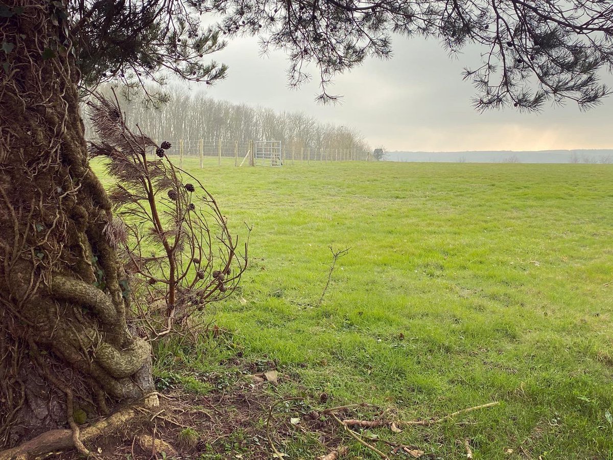 WalkinginKent's tweet photo. A moody day on the Chartham Downs. 
.
.
.
.
#charthamdowns #chartham #kentdowns #walkinginkent #thistles #lichen #kentviews #kentwalk #kentwalks #winterwalks #lockdownwalks #lovekent #kentphotographer #kentphotostories #kentphotography #kentlife #kentcountryside #kentaonb https://t.co/pMKnTOm83l