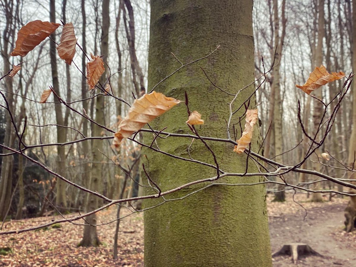 WalkinginKent's tweet photo. A moody day on the Chartham Downs. In the woods. 
.
.
.
.
#charthamdowns #chartham #kentdowns #walkinginkent #thistles #lichen #kentviews #kentwalk #kentwalks #winterwalks #lockdownwalks #lovekent #kentphotographer #kentphotography #kentlife #kentcountryside #kentaonb https://t.co/oBP01Iz407