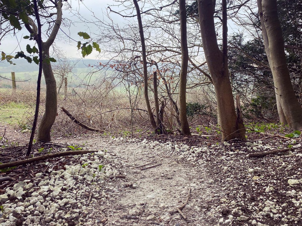WalkinginKent's tweet photo. A moody day on the Chartham Downs. In the woods. 
.
.
.
.
#charthamdowns #chartham #kentdowns #walkinginkent #thistles #lichen #kentviews #kentwalk #kentwalks #winterwalks #lockdownwalks #lovekent #kentphotographer #kentphotography #kentlife #kentcountryside #kentaonb https://t.co/oBP01Iz407