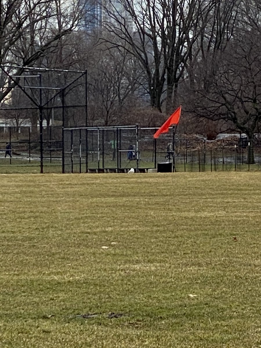traci_allen's tweet photo. @jacqduran8 @CentralParkOwl I have a canon 1dx mark ii but didn’t have w/me when she 1st appeared in CP. I was out walking w/my class that morning &amp; only had my cell Park Ranger let me snap a pic through his scope. So wish I lived in Manhattan! https://t.co/1x0nBWUSN5