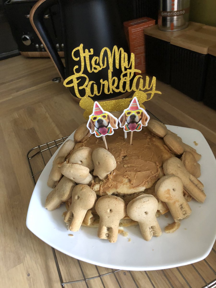 BeagleDizzy's tweet photo. It’s my 1st birthday today!! https://t.co/xbqmtEYBLp