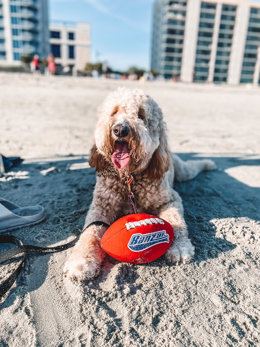 ally_watkins's tweet photo. Havent posted on here in a while so here some pics of daisy may at the beach☀️ https://t.co/B46ErwDBf9
