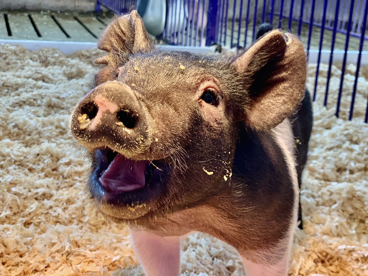 MandyCottrell's tweet photo. Someone say it was national pig day??? https://t.co/Wtv4sKDepi