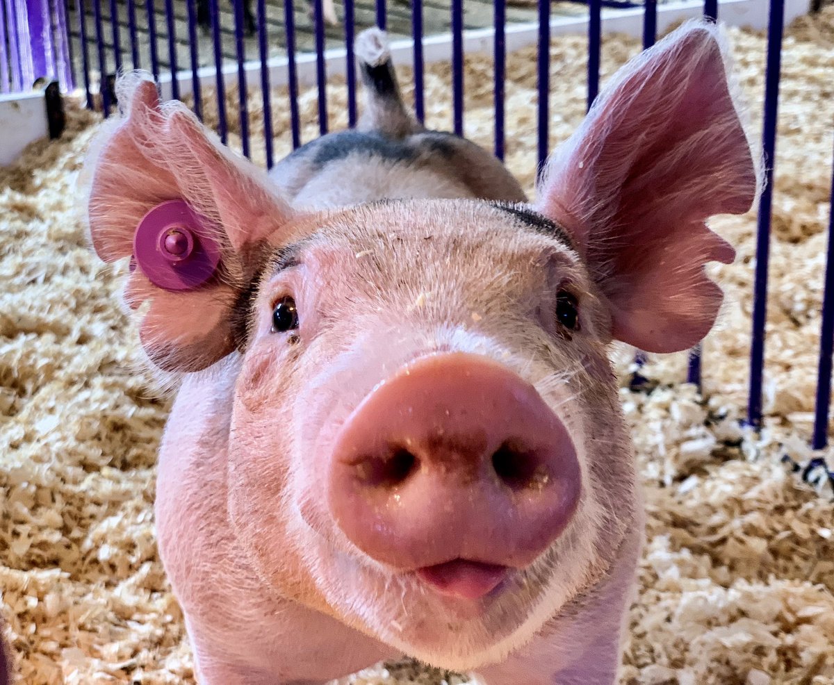 MandyCottrell's tweet photo. Someone say it was national pig day??? https://t.co/Wtv4sKDepi