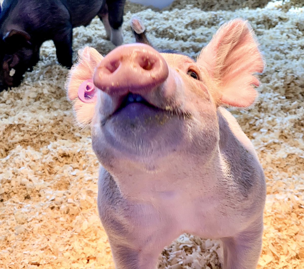 MandyCottrell's tweet photo. Someone say it was national pig day??? https://t.co/Wtv4sKDepi