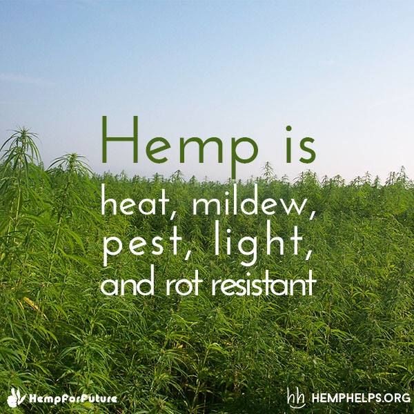 And above its my soul...😂🌿😇💨
#weeddeals - theweeddays.com
@CANNiLIVE <a href="/cannabisforrec/">Legal Cannabis</a> <a href="/CannaHollow/">𝘽𝙧𝙖𝙣𝙙𝙤𝙣 ✨😗༄💨</a> <a href="/YessWeCannabiss/">Yes We Cannabis</a> <a href="/StarsofSugar/">🧚‍♀️🌟Pixie Star🌟🧚‍♀️</a> <a href="/wanna_dragon/">DragonQueen</a> @AshholeG420 <a href="/cannabisforrec/">Legal Cannabis</a> @CraigMurphy24 <a href="/NorCalStoner420/">★Mary★</a> @Best_I_CouldDo <a href="/JoleneBarletta/">j.♡︎</a> <a href="/TheFiscalStoner/">Fiscal</a>