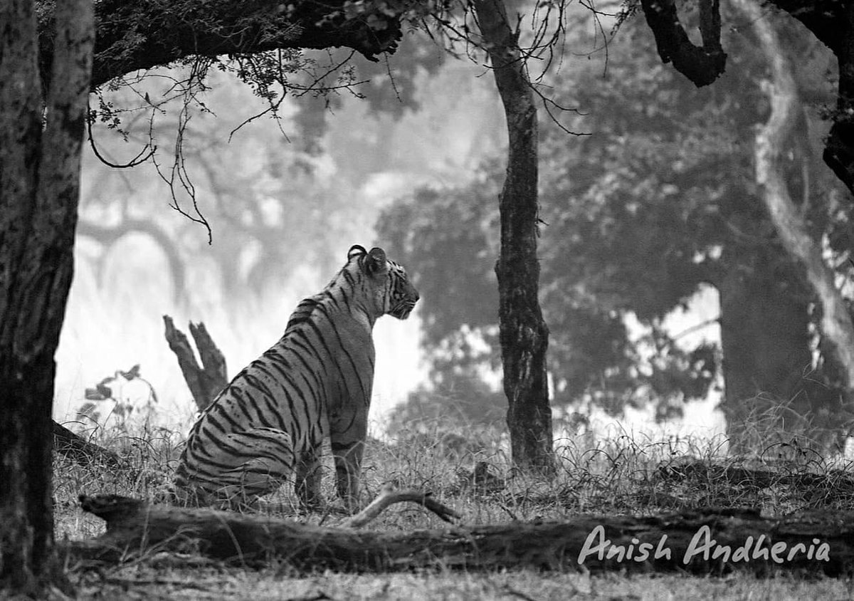 jmarkfowler's tweet photo. Excited to host award winning Tiger Conservationist Dr. @anishandheria of @WCT_India Partner: @RodKhattabi #WildlifeTrafficking Registration: https://t.co/3Cb1CdIuHk https://t.co/ycvVHKgwXn