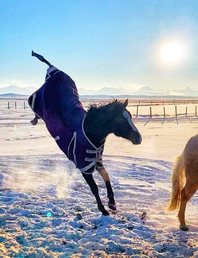 OTTBwestern's tweet photo. Happy Monday! 🐎💫 The start of a new week, a new month and the perfect time for The Western Thoroughbred to make a debut on Twitter. #thewesternthoroughbred #ottb #newaccount https://t.co/4qL5RMYqvG