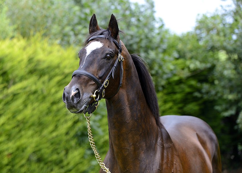 “He jumped great and travelled well. He’s a nice horse and hopefully he’ll keep improving,” <a href="/jackkennedy15/">jack kennedy</a> on COACH CARTER (Sholokhov-pic), who he partnered to win the maiden hurdle <a href="/punchestownrace/">Punchestown</a> for <a href="/gelliott_racing/">Gordon Elliott</a>, Kieran Byrne and K &amp; Laura Haughey 🏆 Bred by A&amp;C Smiddy 👏🏼