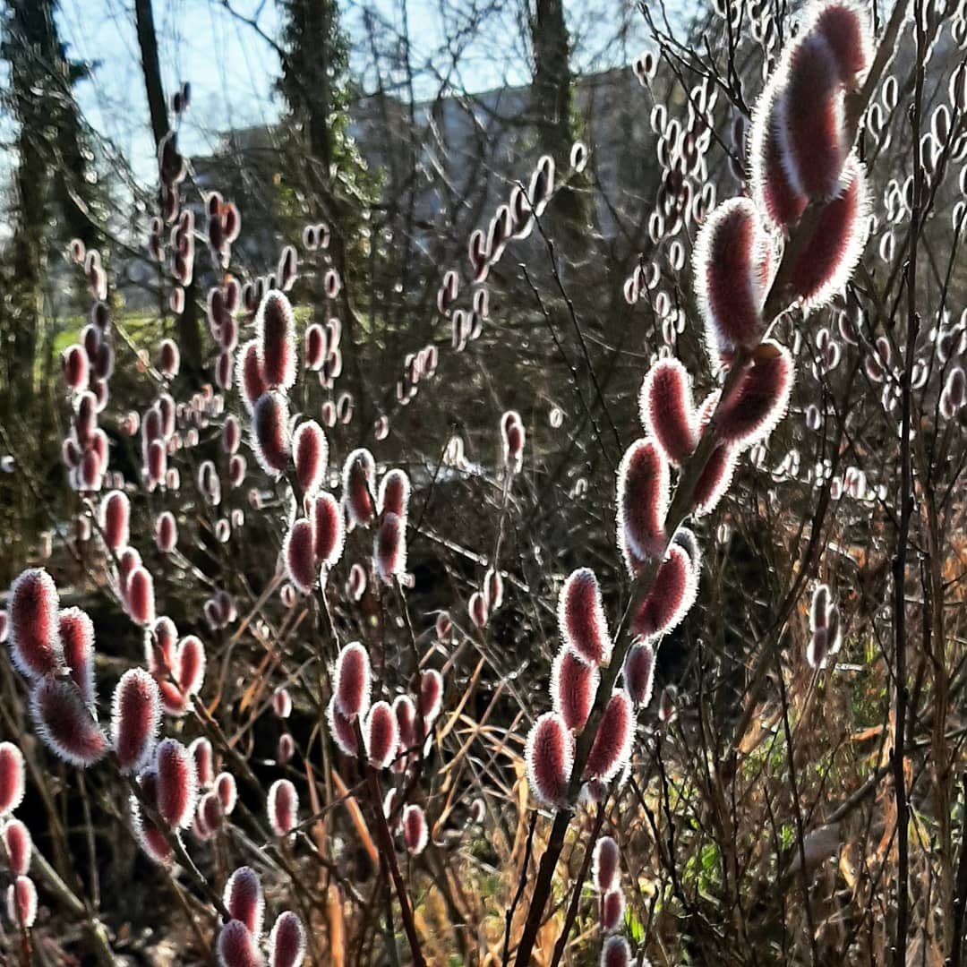 Bureau_RIS's tweet photo. Lente in op #HetEiland!
#natuurspeelplaats #GoudaOost #Oosterwei #voorjaar #natuurlijkspelen https://t.co/TStYqZlnkc