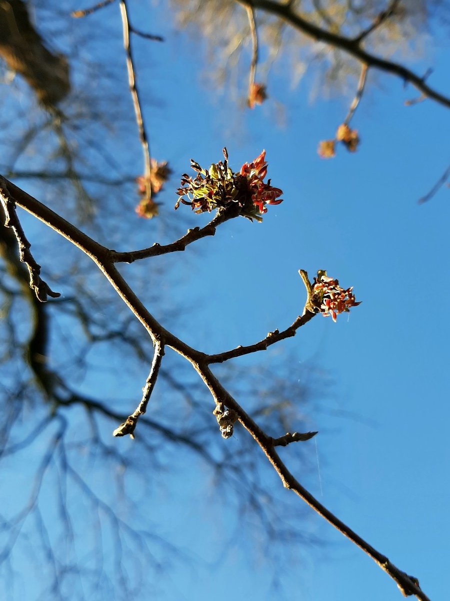 Bureau_RIS's tweet photo. Lente in op #HetEiland!
#natuurspeelplaats #GoudaOost #Oosterwei #voorjaar #natuurlijkspelen https://t.co/TStYqZlnkc