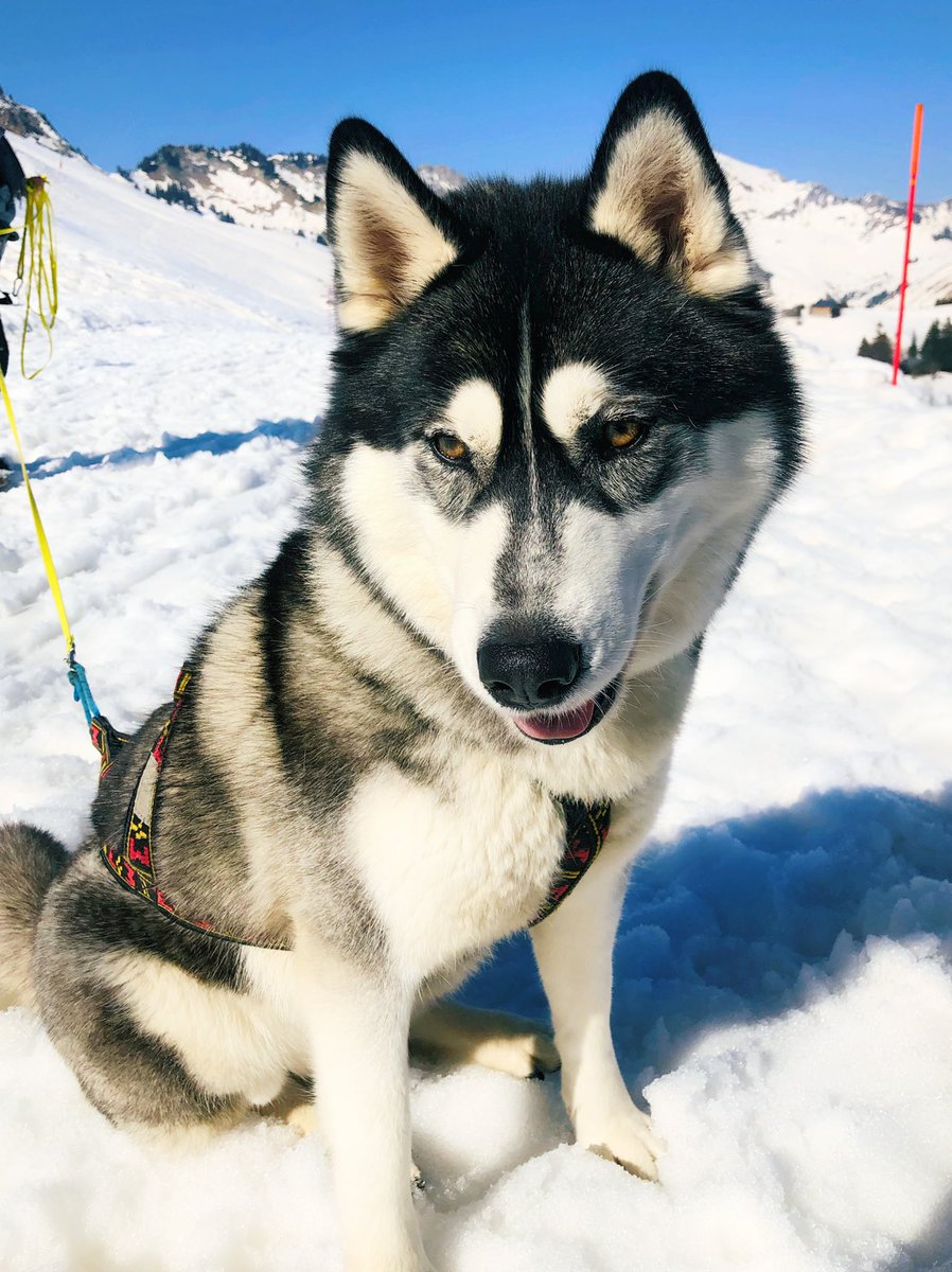 serimakino's tweet photo. le Praz-de-Lys ensoleillé ❄️ https://t.co/N7XGDKuJhE