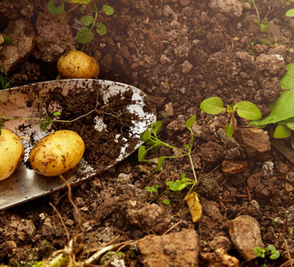 Would you like to learn how to grow your own food at home? Join us and <a href="/timebankplus/">Time Bank Plus</a> for this free 4 week course, book your place here! wellbeingcollegebanes.co.uk/Activity/grow-…