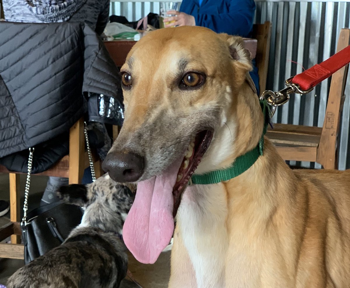 prisongreyhound's tweet photo. This happy boy is still looking for his family. Donald is a red, 71 lb, no cat boy. He would love to spend his 4th birthday next month in his new home. Donald is available. https://t.co/FZ1bSAhM7s