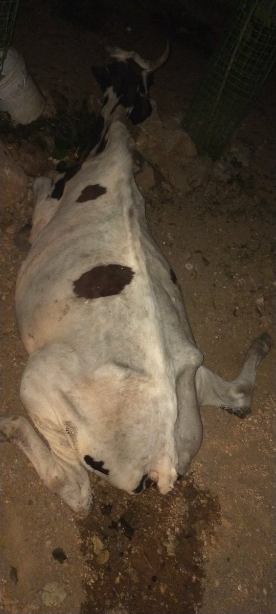 Miracle_Drink's tweet photo. @TigerRajaSingh Please Save Gomatha Sir.... Accident done today morning at 6...Her Legs broken...Need your Help Sir.. Location: Jodimetla, Pocharam. https://t.co/GpSOVI9IKH