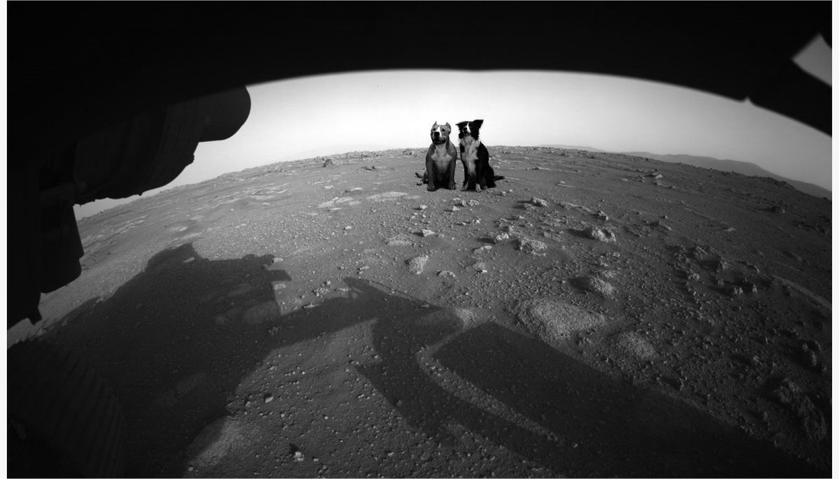 efectoringo's tweet image. 🚨 #ATENCIÓN

Se filtraron imágenes exclusivas de los descubrimientos de @NASA en el planeta rojo.

#PerseveranceMars @NASAPersevere