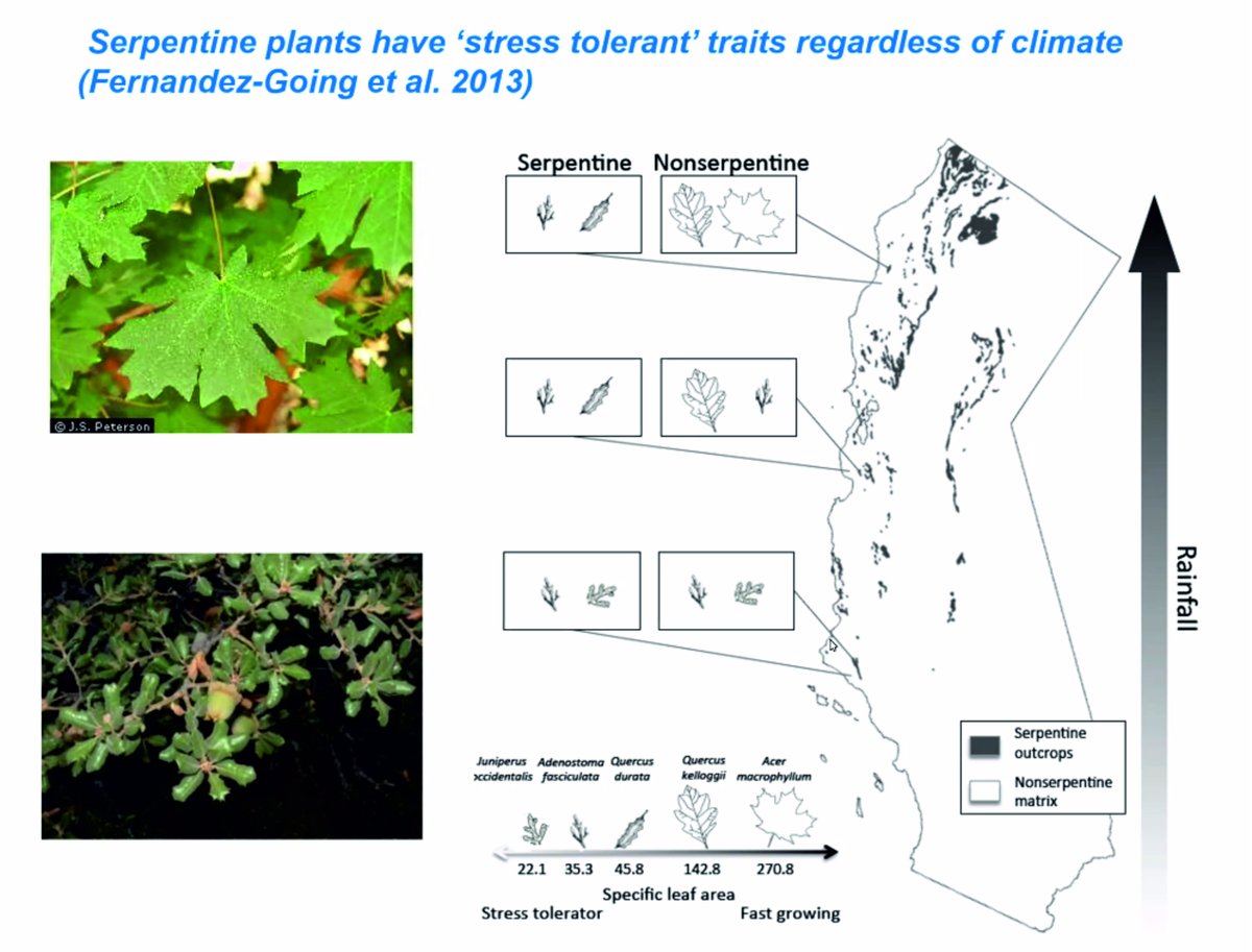 ExFuMo1's tweet photo. Thanks, Susan (Susan Harrison, University of California, Davis, USA), for a great talk about the diversity and functional traits of Californian serpentine flora!
#metapopulation #patchiness #diversity #vegetation #population #dynamics #structure #functional #serpentine https://t.co/63CU9VuUOv