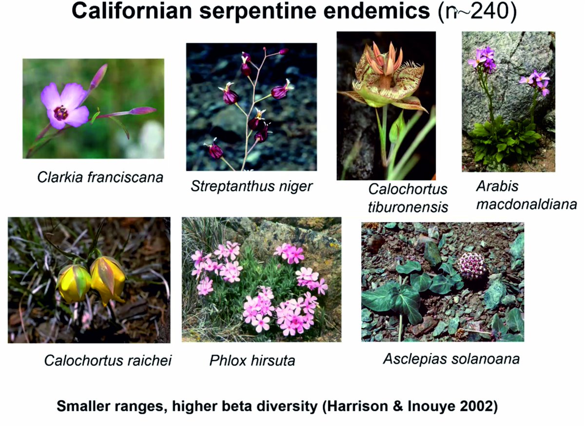 ExFuMo1's tweet photo. Thanks, Susan (Susan Harrison, University of California, Davis, USA), for a great talk about the diversity and functional traits of Californian serpentine flora!
#metapopulation #patchiness #diversity #vegetation #population #dynamics #structure #functional #serpentine https://t.co/63CU9VuUOv