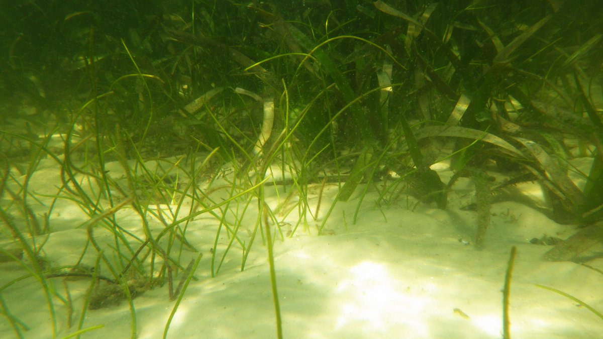 dotdotdavid's tweet image. It&apos;s #WorldSeagrassDay! There are so many reasons to love seagrass. Can&apos;t think of a more relaxing place to work and every dive is a new adventure. Not to mention all the ecosystem services they provide. What&apos;s your favorite thing? #SeagrassAwarenessMonth