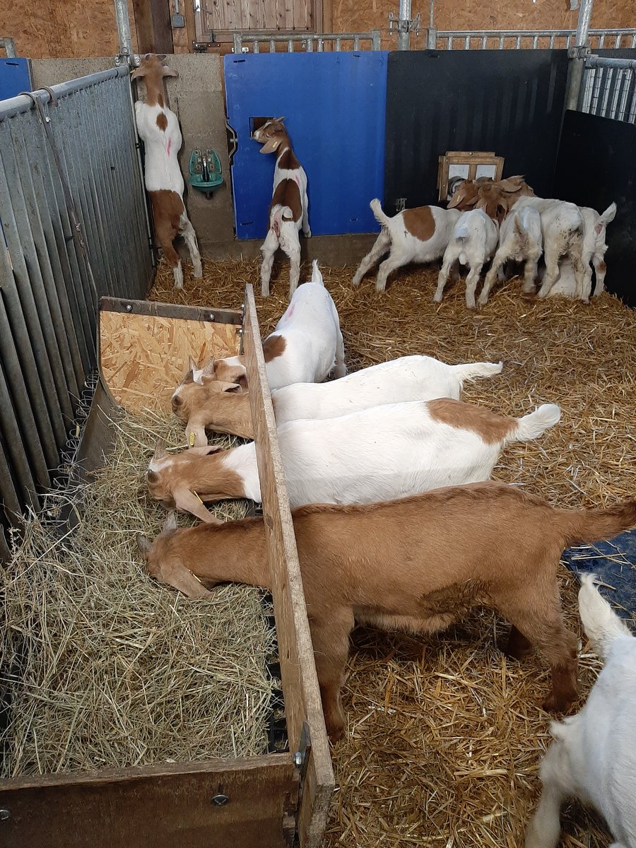 BoyerCl's tweet photo. [ Mise Bas 2021 ]

C'est la fin des Mises-bas au Pradel 🎇🎆. 

Bravo à toute l'équipe et surtout à nos biquettes 🐐🥰

Au total :
227 chèvres pour 383 chevreaux (200 femelles et 183 males), soit quasi 1,7 en prolificité 👏.

A suivre les infos de la fin de l'essai ValCabri 😉 https://t.co/L93mBALoFS