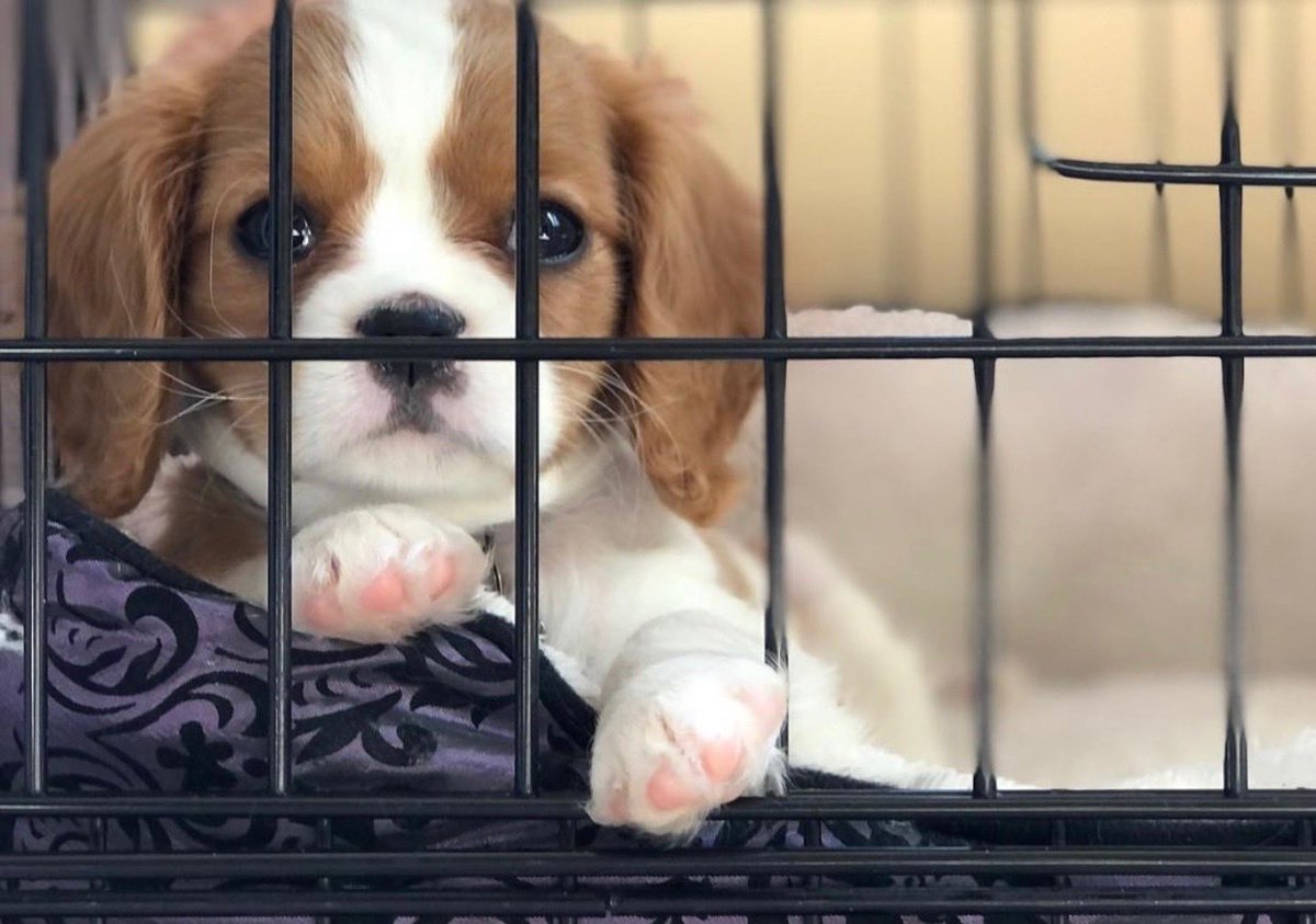 LemonDrop75's tweet image. Help my little friend escape from puppy jail!