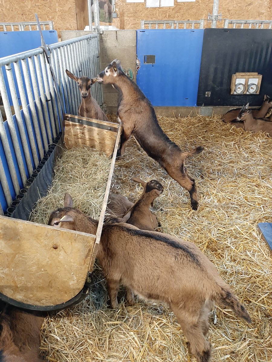 BoyerCl's tweet photo. [ Mise Bas 2021 ]

C'est la fin des Mises-bas au Pradel 🎇🎆. 

Bravo à toute l'équipe et surtout à nos biquettes 🐐🥰

Au total :
227 chèvres pour 383 chevreaux (200 femelles et 183 males), soit quasi 1,7 en prolificité 👏.

A suivre les infos de la fin de l'essai ValCabri 😉 https://t.co/L93mBALoFS