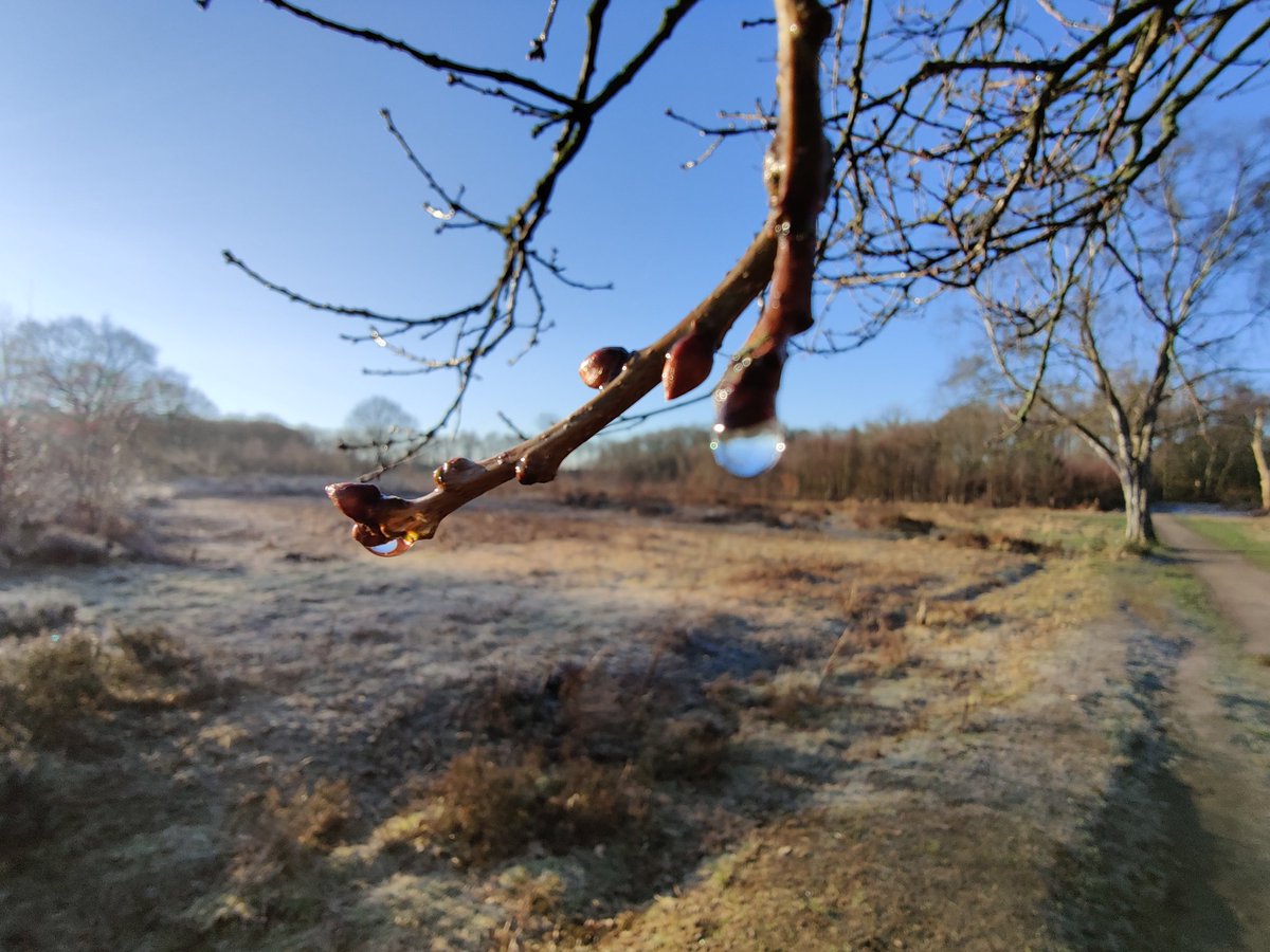 LindowCommon's tweet photo. We made it! First day of metrological Spring on #LindowCommon, #Wilmslow. A frosty start, but lots of sunshine.☀️

New growth is starting to emerge slowly around the Common, but give it another month and the place will start to look a lot greener... https://t.co/O4qPM1rE9E
