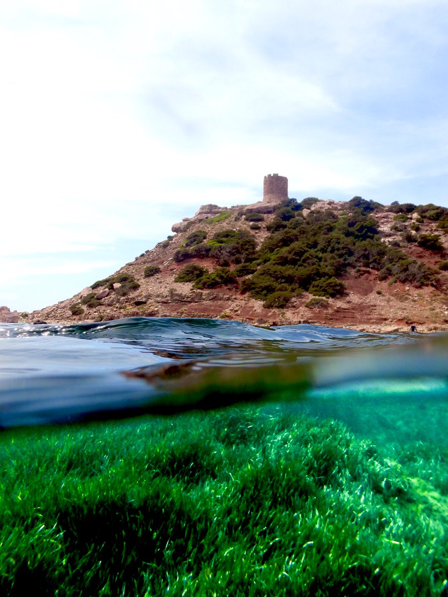 Happy #WorldSeagrassDay to all! The best is yet to come 🌱#teamseagrass #posidonia #sardegna