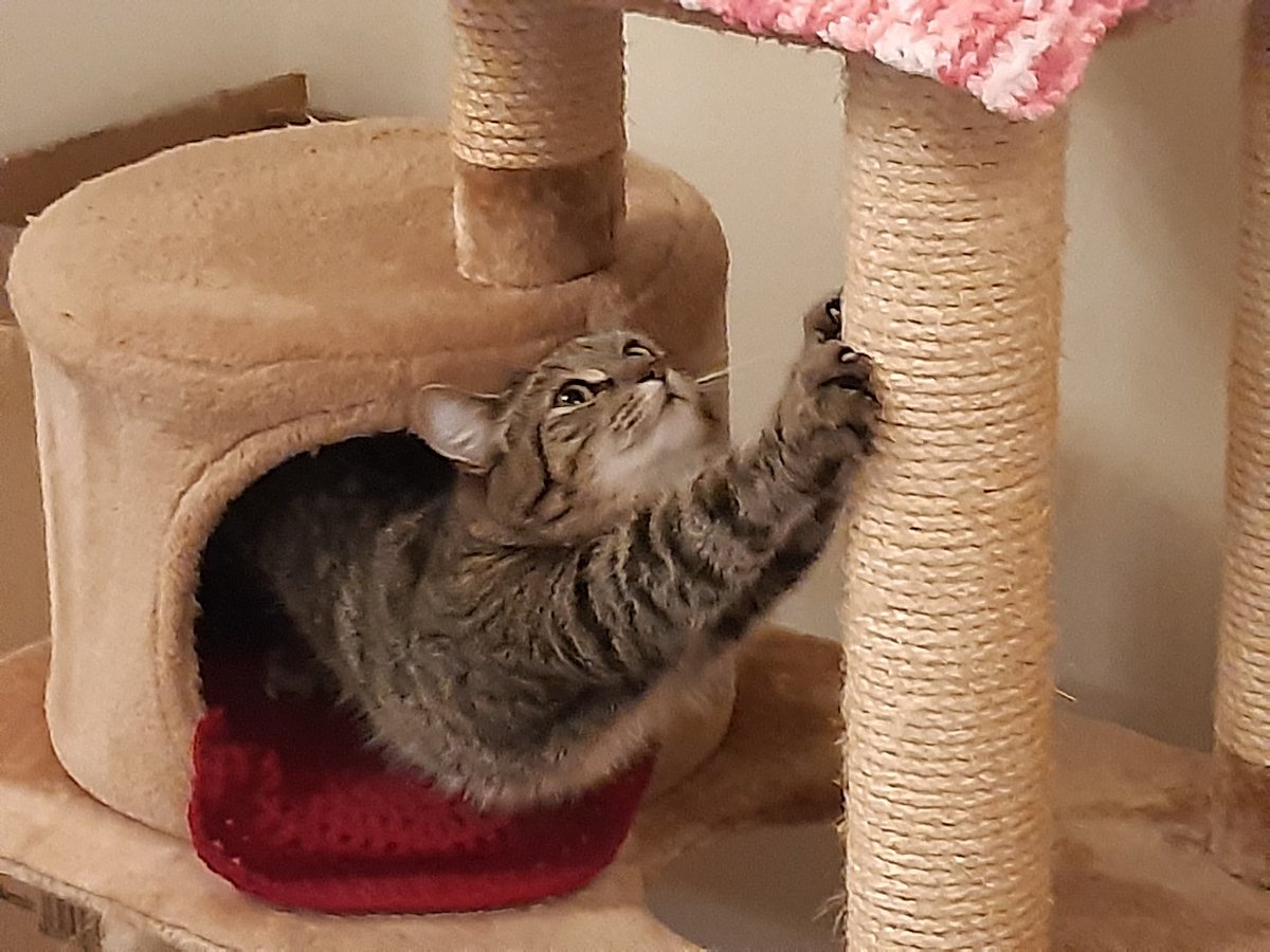 leecastle86's tweet photo. @PickliciousF Hey Pickle!
Have you got one of these? Me and Sasha luv ours, but Sasha doesn't fit in the sleepy hole n can't get to the top #lumpydumpy so all mine, great workouts 😻 luv Tabitha ❤🐾 https://t.co/duXfCXCyhx