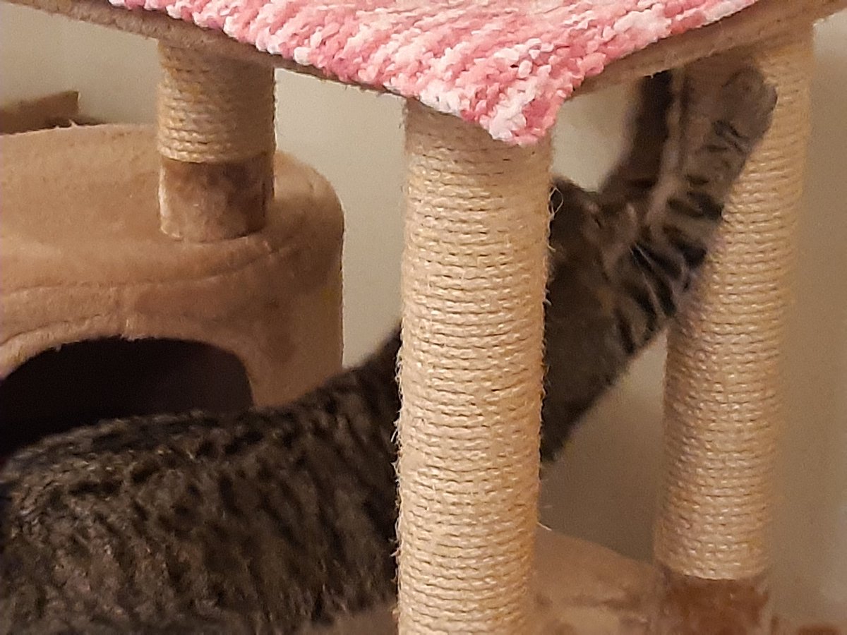 leecastle86's tweet photo. @PickliciousF Hey Pickle!
Have you got one of these? Me and Sasha luv ours, but Sasha doesn't fit in the sleepy hole n can't get to the top #lumpydumpy so all mine, great workouts 😻 luv Tabitha ❤🐾 https://t.co/duXfCXCyhx