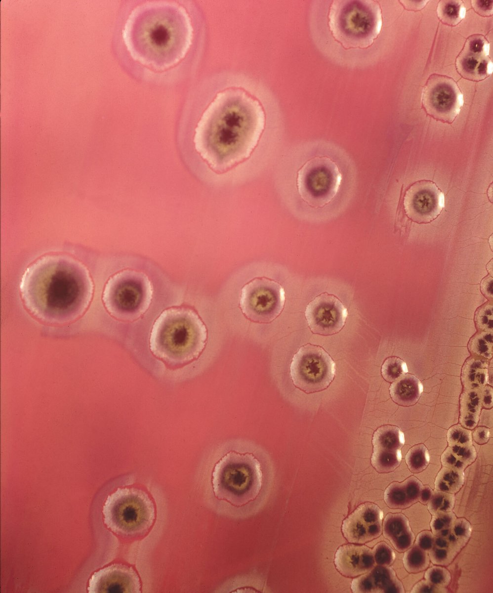 International Collaborative of Pathologists tweet media