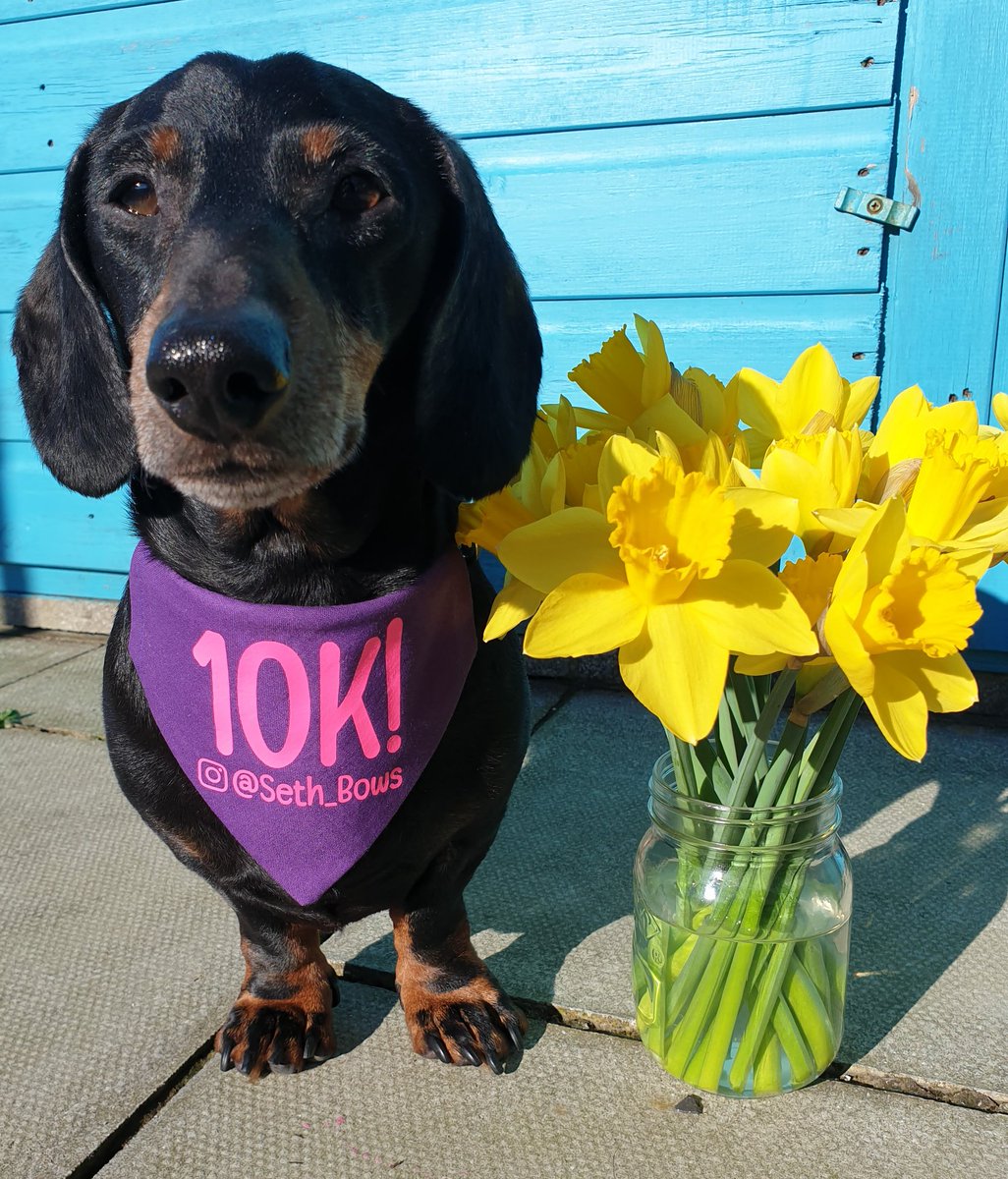 Wishing everyone a Dydd Gŵyl Dewi Hapus/ Happy St. David's Day to all 🏴󠁧󠁢󠁷󠁬󠁳󠁿❤🥰🐾
#sethbows #StDavidsDay #StDavidsDay2021 #dogperson #dogpeople #sunnyday #daffodils #welshcakes #DyddGwylDewiHapus #wales #cymru #cymro