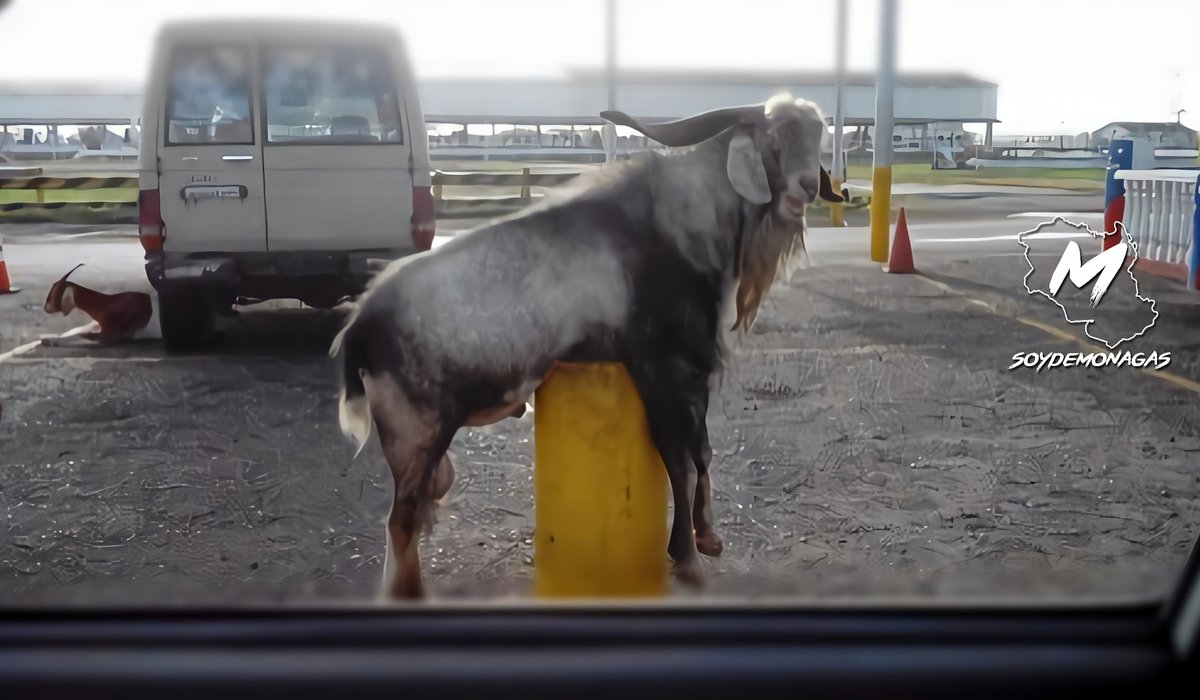soydemonagas's tweet photo. El Chivo del 52: Una leyenda del Oriente.

Yo #soydemonagas ¿Y tú?

https://t.co/s6Fzn65SFX

#maturin #monagas #lecheria #puertolacruz #anzoategui #cumana #tucupita #puntademata #caracas https://t.co/8KpRFtpHmh
