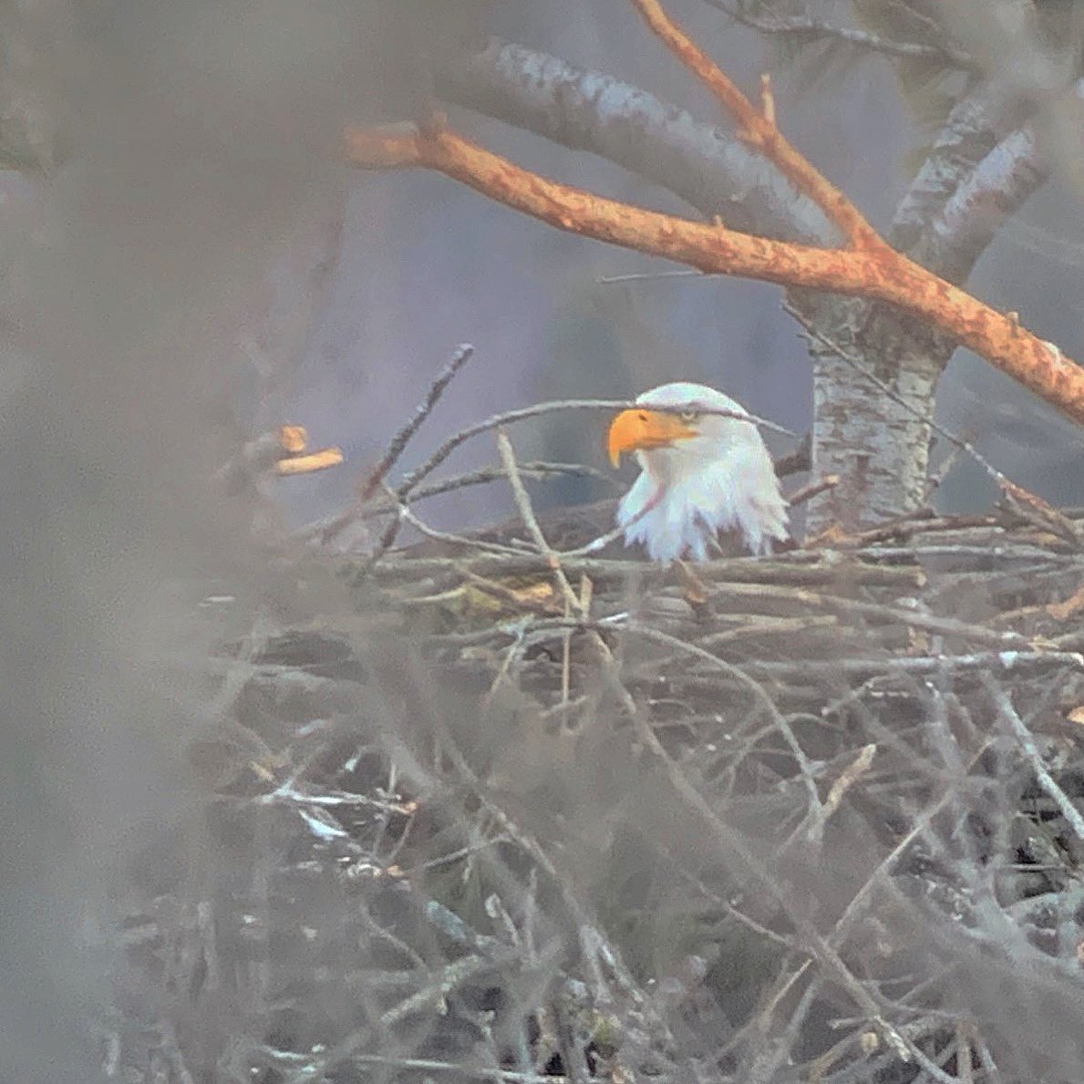 HamiltonNature's tweet photo. seen along the Grand River from Caledonia to Glen Morris taken on Thursday. 🦅 
The @HNC has partnered with other Hamilton area organizations to create a Biodiversity Action Plan for Hamilton (BAP) 
🌳
#HamOntBiodiversity #GreenHamilton #HamOnt #SupportBAP #BiodiversityHamOnt https://t.co/5rrpDxuFB8