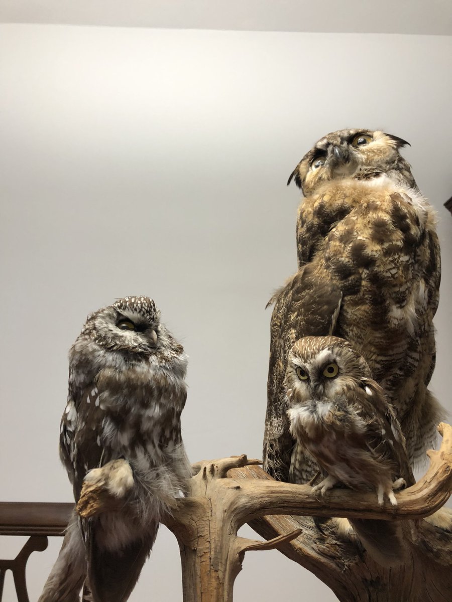 1-1 had a quick visit with Scientist Chris and his 3 🦉 owl friends this morning! We got to hear realistic calls, learn more about Great Horned, Saw-whet and Boreal owls as well as ask questions! Thanks Scientist Chris, we had a “hoot”! <a href="/VEWhdsb/">Virtual Elementary West</a>