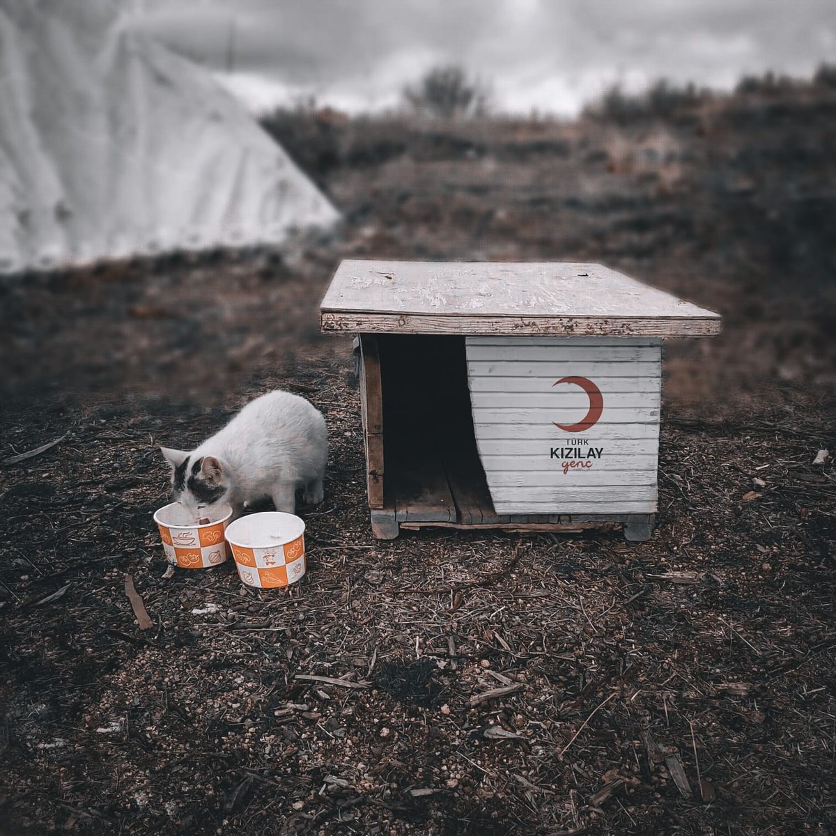 Genç Kızılay Baskil ekibi olarak bugün  sokak hayvanlarımız için mama yardımında bulunduk. Minik dostlarımız üşümesin diye arı kovanlarımızı kedi evine dönüştürdük.
#iyigeleceksin #iyilikkazanacak #sensizolmaz 🌙