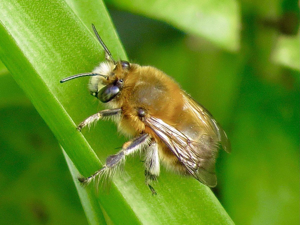 PeteKinsella2's tweet photo. My first male Hairy-footed Flower Bees, Anthophora plumipes, of the year, were on the wing at Crosby, Merseyside, this afternoon @tanyptera #bees #SpringInsects https://t.co/t8L09BEkt7