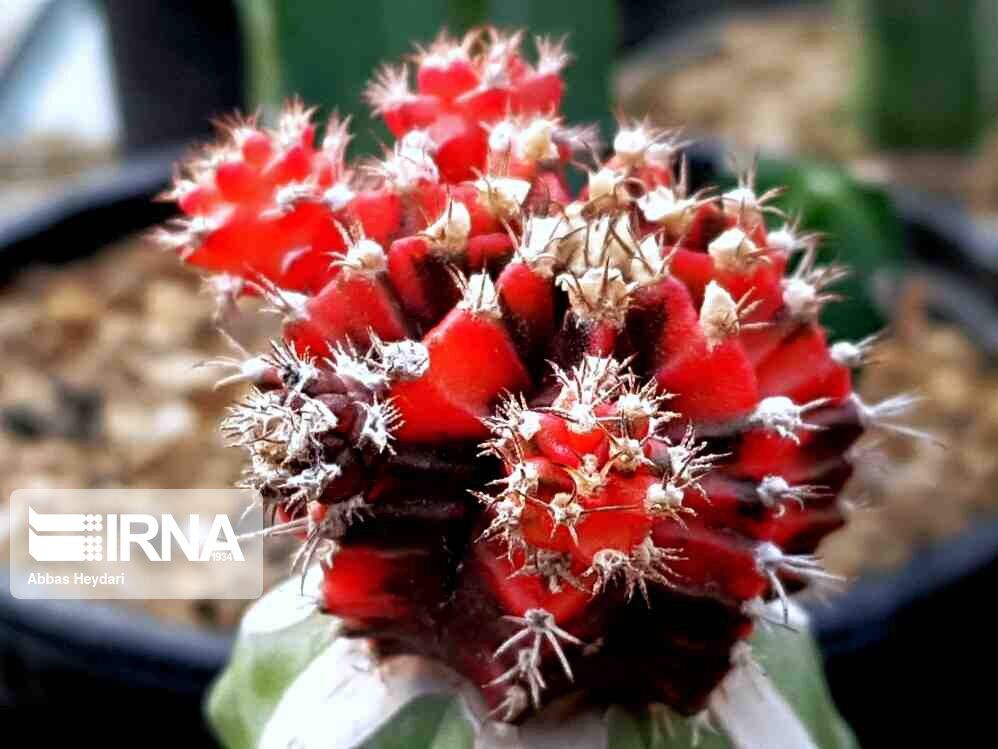 Iran_in_UK's tweet photo. The photo album depicts the Cactus as an ornamental plant that breeds different species in #Bushehr Province.
#thisisiran #iran_in_uk https://t.co/3RQI7RycmL