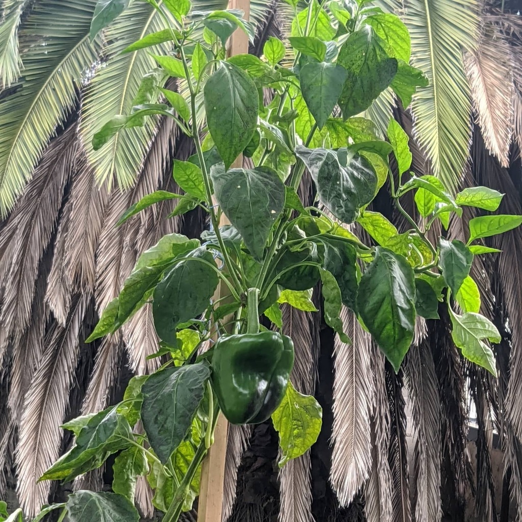 Huertadecero's tweet photo. Morrón!

#huertaorganica #huertaurbana #huertas #huertaencasa #huertaecologica #huertaencasa🌱  #huertavertical #huertacasera  #huertaenmacetas  #huertafamiliar #huertasurbanas #huertascaseras #huertasencasa #mihuerta https://t.co/9jgzFFeet0 https://t.co/5y8u4AO6HV