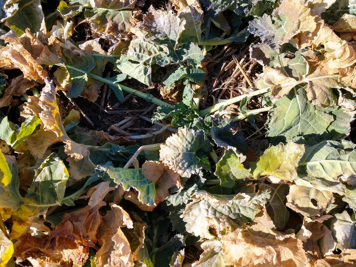 ksucanola's tweet image. Rating #winterkill is going to be fun if #canola rosettes and survival look this good after cold snap. Even seeing some regrowth in row after last week's warm up.  @KStateAgron @ksmesonet