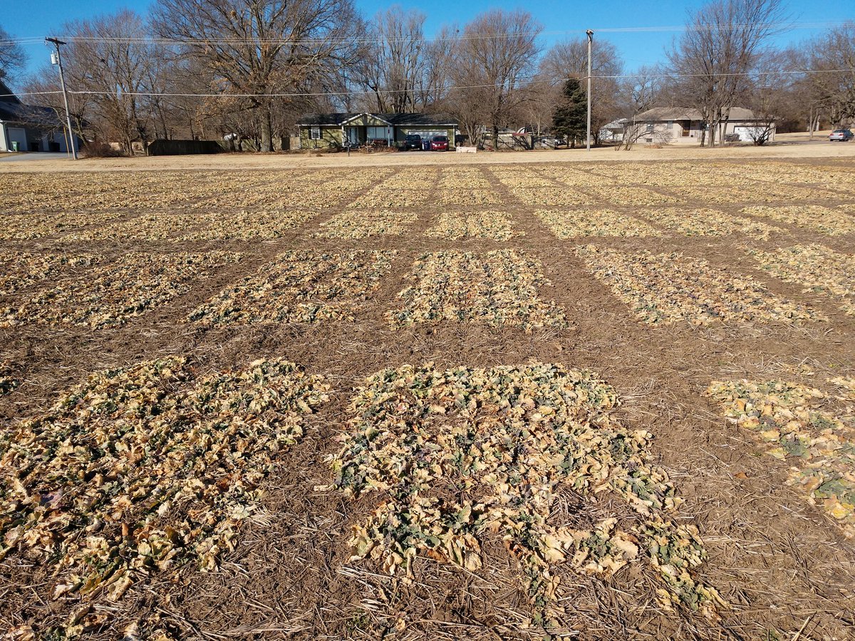 ksucanola's tweet image. Rating #winterkill is going to be fun if #canola rosettes and survival look this good after cold snap. Even seeing some regrowth in row after last week's warm up.  @KStateAgron @ksmesonet
