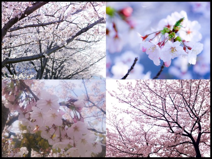 コスプレイヤー由貴のTwitter画像24