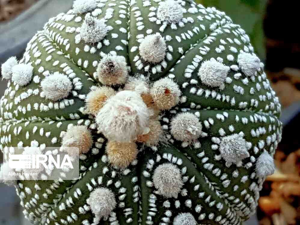 Iran_in_UK's tweet photo. The photo album depicts the Cactus as an ornamental plant that breeds different species in #Bushehr Province.
#thisisiran #iran_in_uk https://t.co/3RQI7RycmL