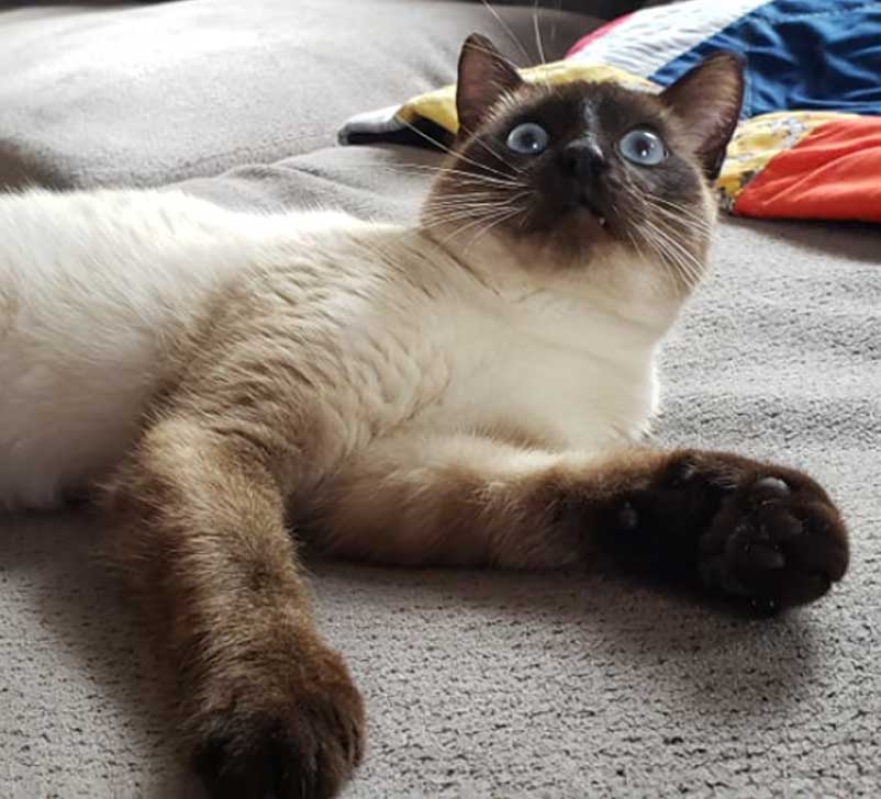 adopt_meow's tweet photo. We've got a new cat on the block! This energetic young man is named Sam, and he would love a place to call his forever home!

You can find Sam on our #petfinder page!

#ManCatMonday
#catadoption #catrescue https://t.co/fYkxat7z1K
