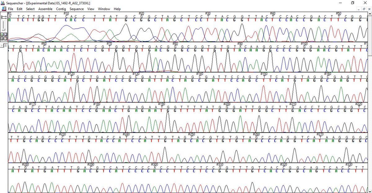 TopeSalaam's tweet photo. Sequencing Chromatogram Visualization on #Sequencher https://t.co/p6OKpjAT6K