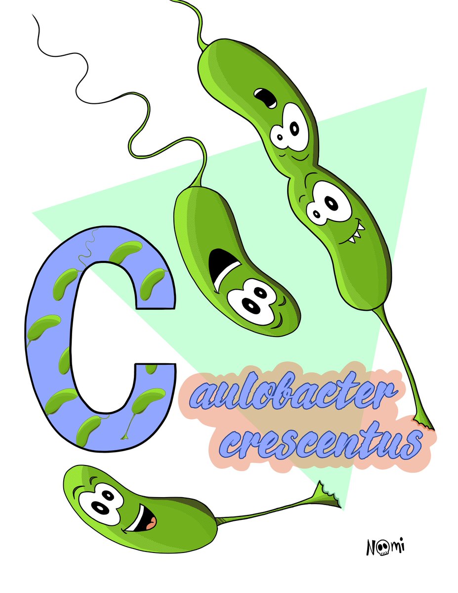 A letter everyone was waiting for in #BacterialAlphabet

C for Caulobacter crescentus 💚

C. crescentus is a dimorphic bacterium: the swarmer cell has a flagellum and is motile &amp; the stalked cell adheres onto surfaces with its holdfast.
It is a cell cycle model organism

#sciart
