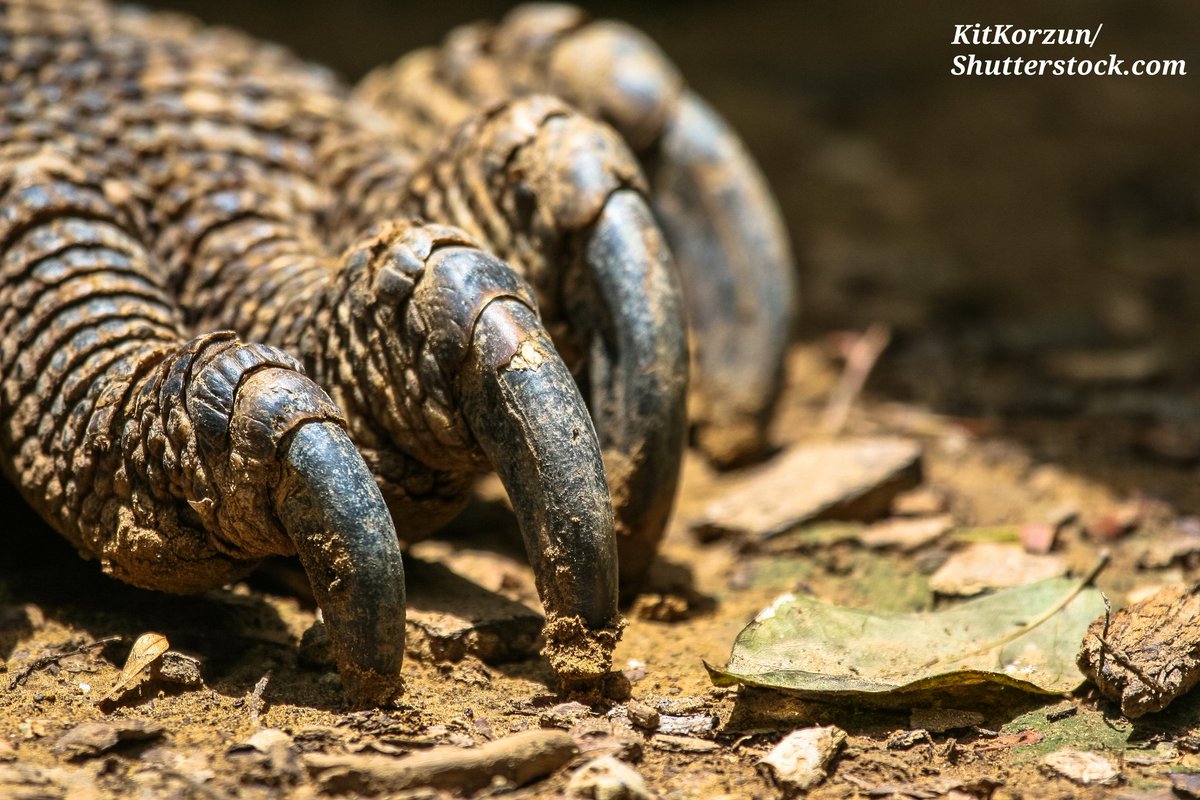 CrkyItsChrstian's tweet image. #KomodoMarch, an event I'll be hosting to raise awareness on komodo dragons! All towards a conservation auction on my Instagram, where 100% of the proceeds will be donated to @komodosurvival 🐉

Further details on my Instagram (@crikeyitschristian), you won't want to miss this!