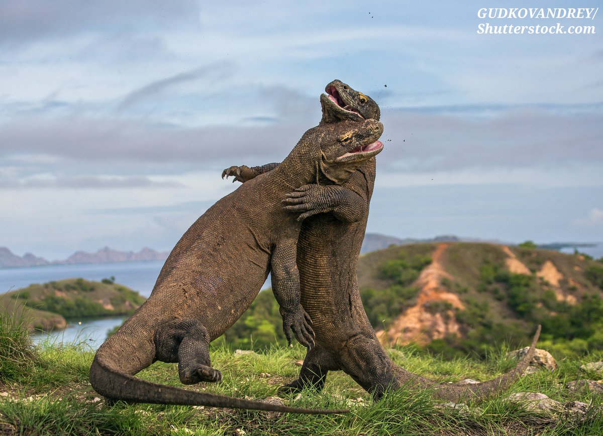 CrkyItsChrstian's tweet image. #KomodoMarch, an event I'll be hosting to raise awareness on komodo dragons! All towards a conservation auction on my Instagram, where 100% of the proceeds will be donated to @komodosurvival 🐉

Further details on my Instagram (@crikeyitschristian), you won't want to miss this!