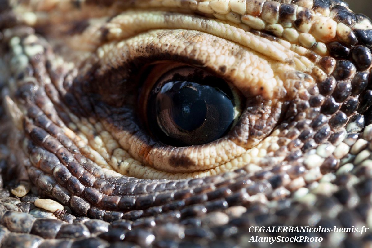 CrkyItsChrstian's tweet image. #KomodoMarch, an event I'll be hosting to raise awareness on komodo dragons! All towards a conservation auction on my Instagram, where 100% of the proceeds will be donated to @komodosurvival 🐉

Further details on my Instagram (@crikeyitschristian), you won't want to miss this!