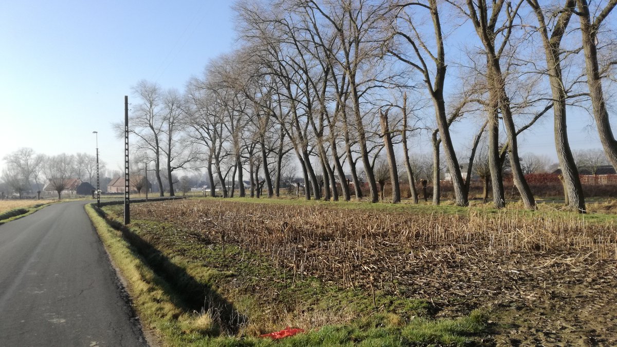 IstabraqRubio's tweet photo. Beveren Roeselare. #vanrsl #stadroeselare #ochtendwandeling @Stad_Roeselare @WandelPagina @wsvl #photography #natuur #roeselarewandelen #beverenroeselare #landscape #meerbomen #knotwilgen #krommebeek https://t.co/MszvliqK4A